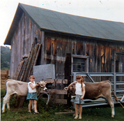 Cows